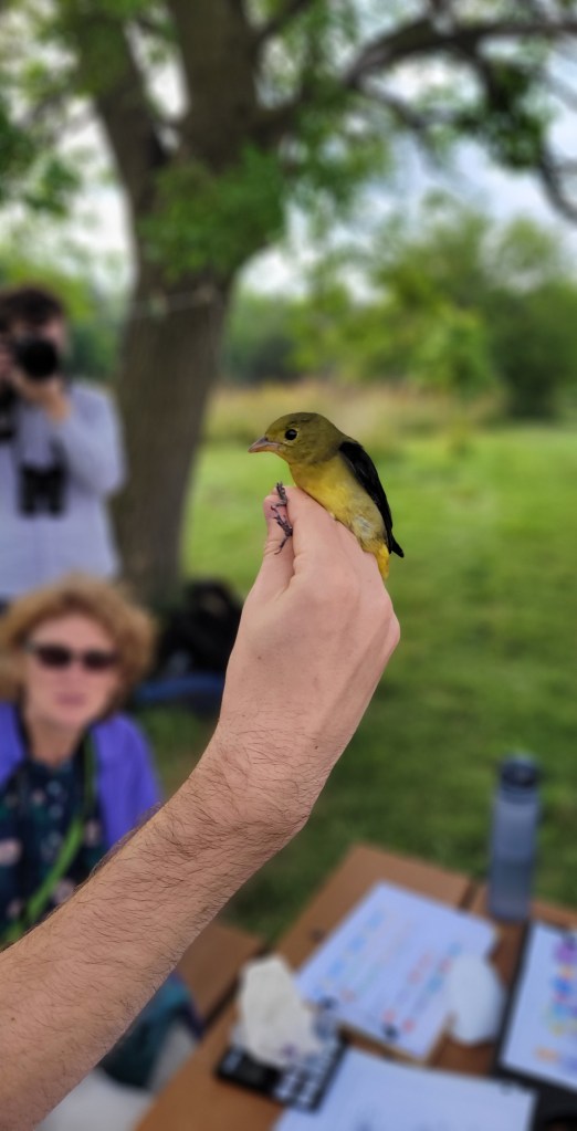A volunteer holds a Scarlet Tanager.
