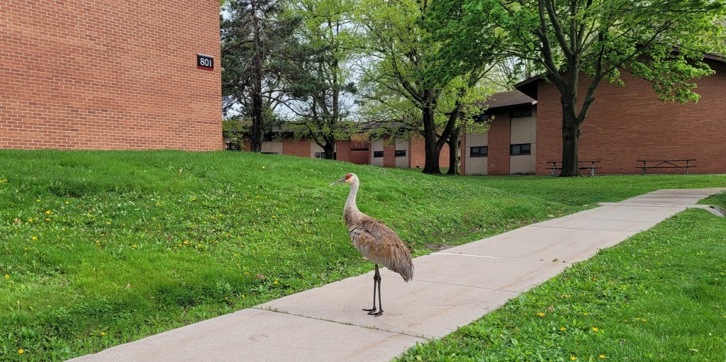 A Sandhill Crane standing on a sidewalk in an apartment complex.