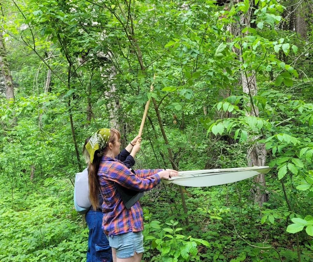 One person whacks a tree branch with a stick while another person holds a wide fabric sheet below the tree.