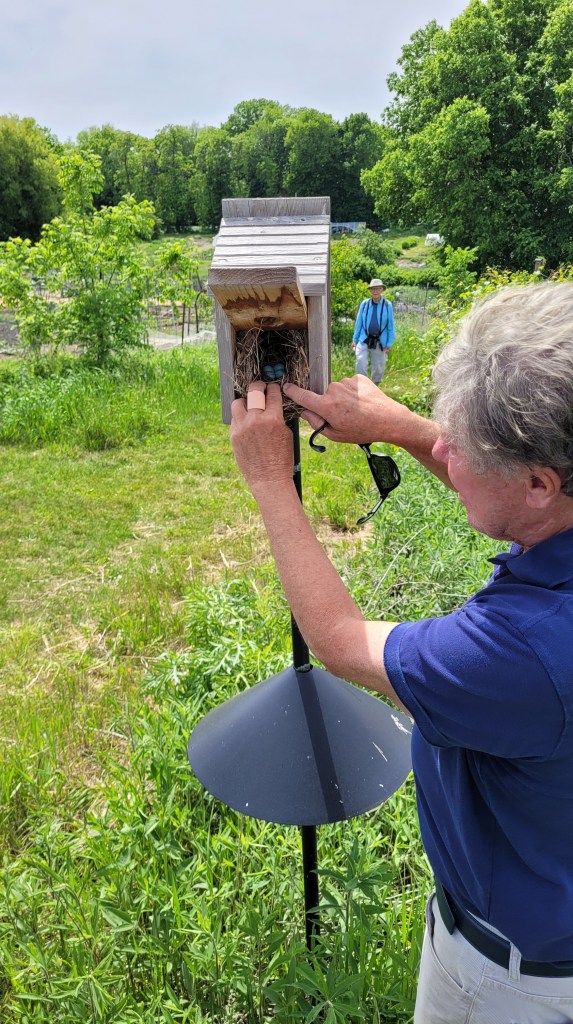 A person shows the four Eastern Bluebird eggs within a nest box.