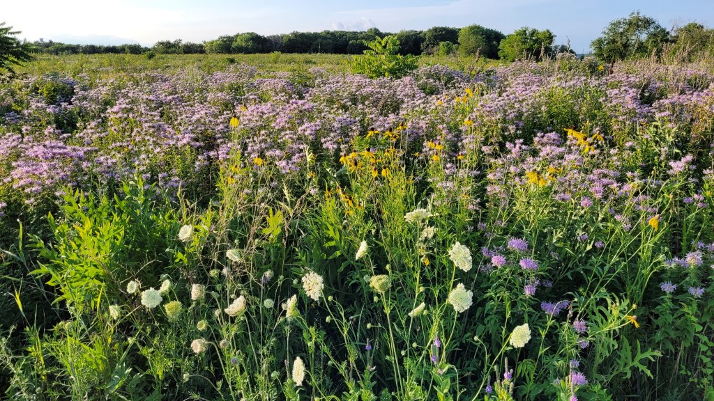 Purple, yellow, and white prairie flowers in full bloom.