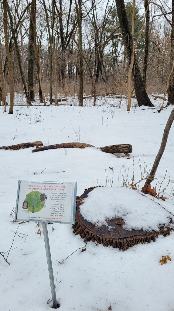 A stump of an ash tree next to a sign reading "Notice: Ash Tree Removal Due to Emerald Ash Borer."