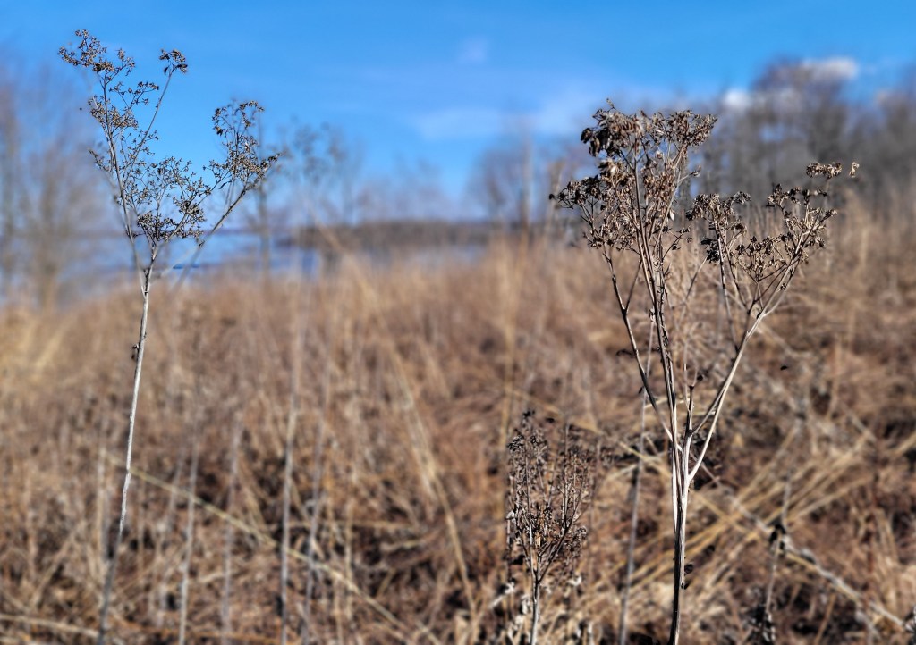Seemingly dead prairie grasses on a bright winter day.