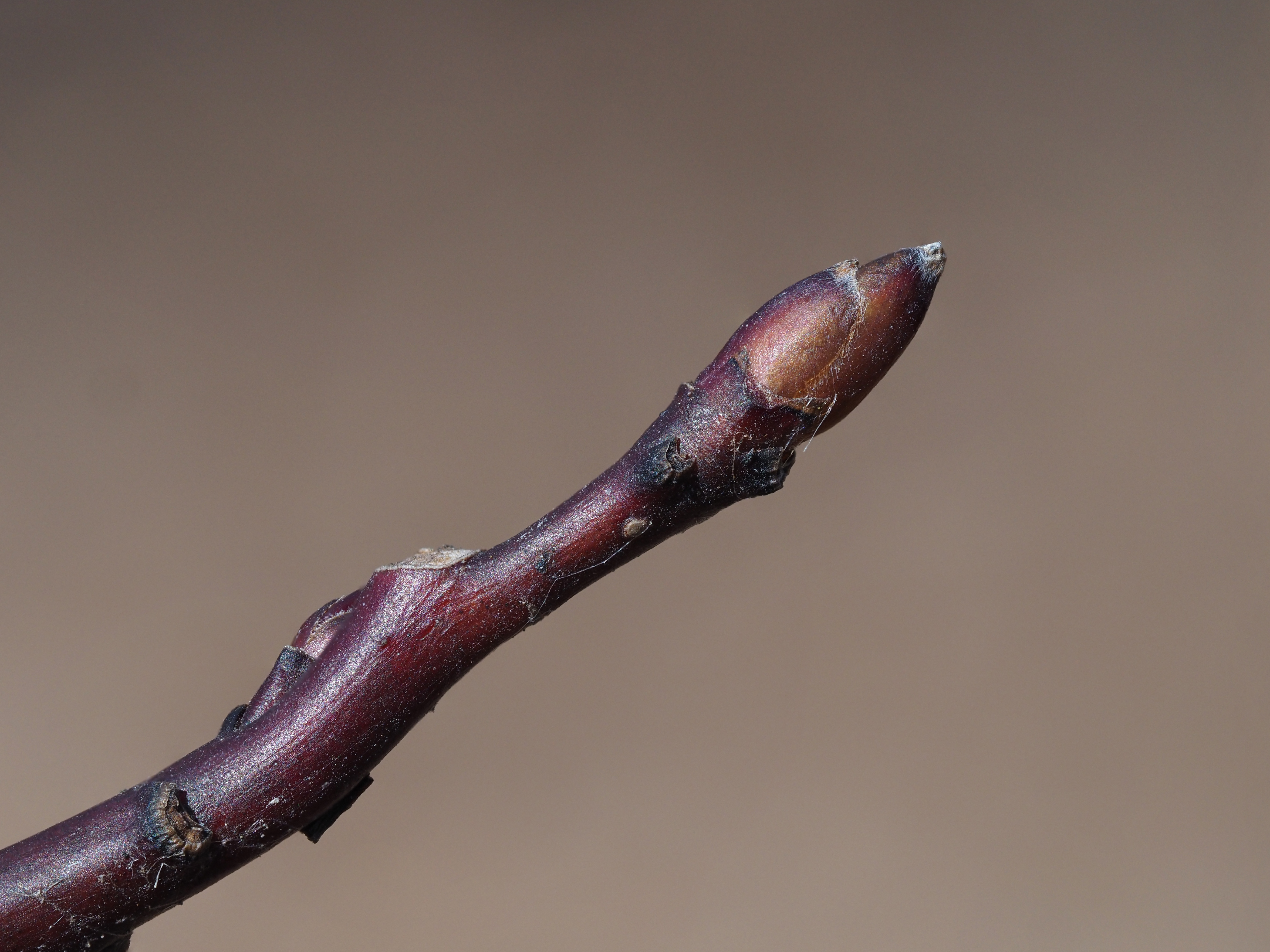 alternate-leaf dogwood winter buds