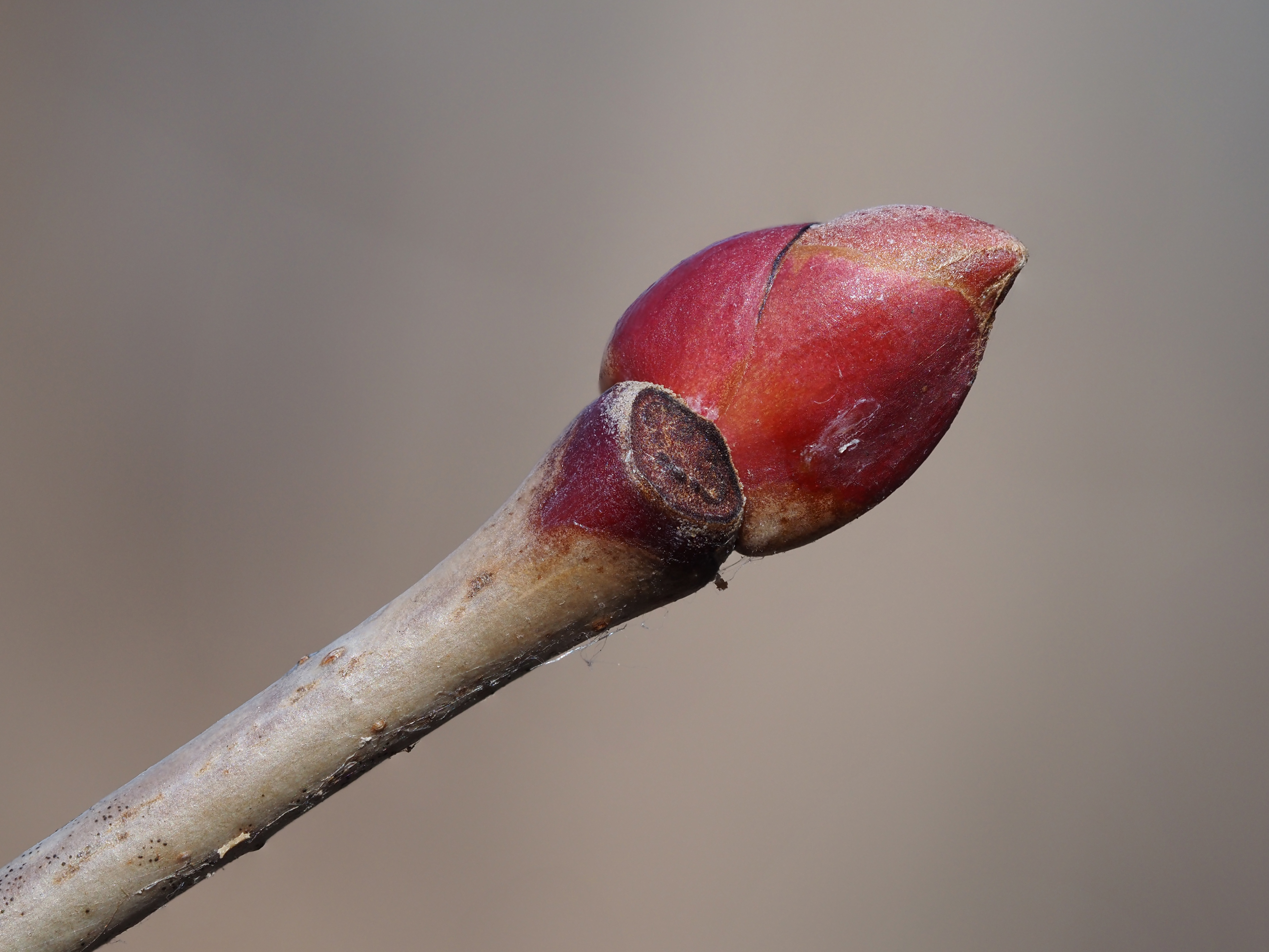 American basswood winter buds