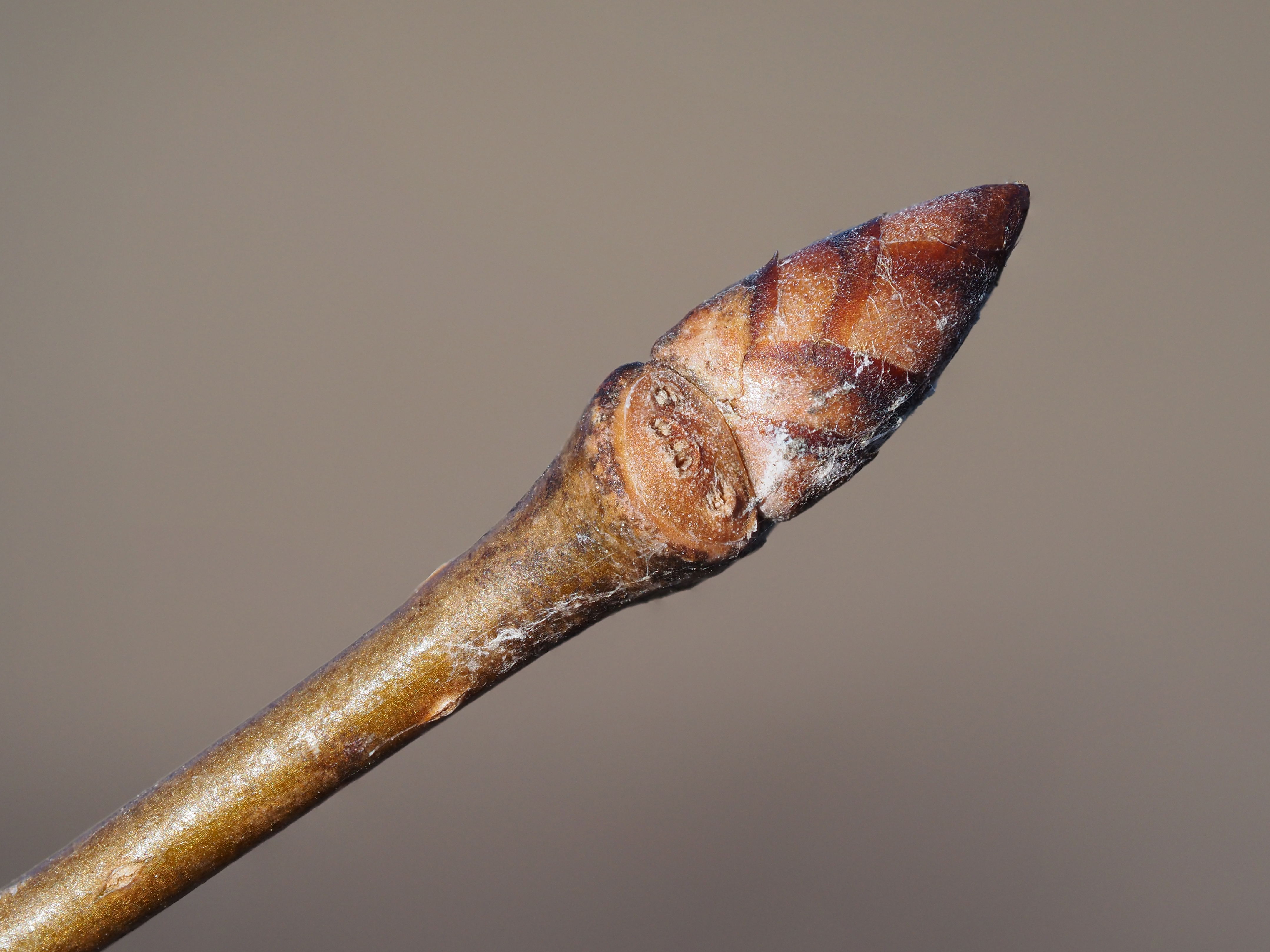 American elm winter buds