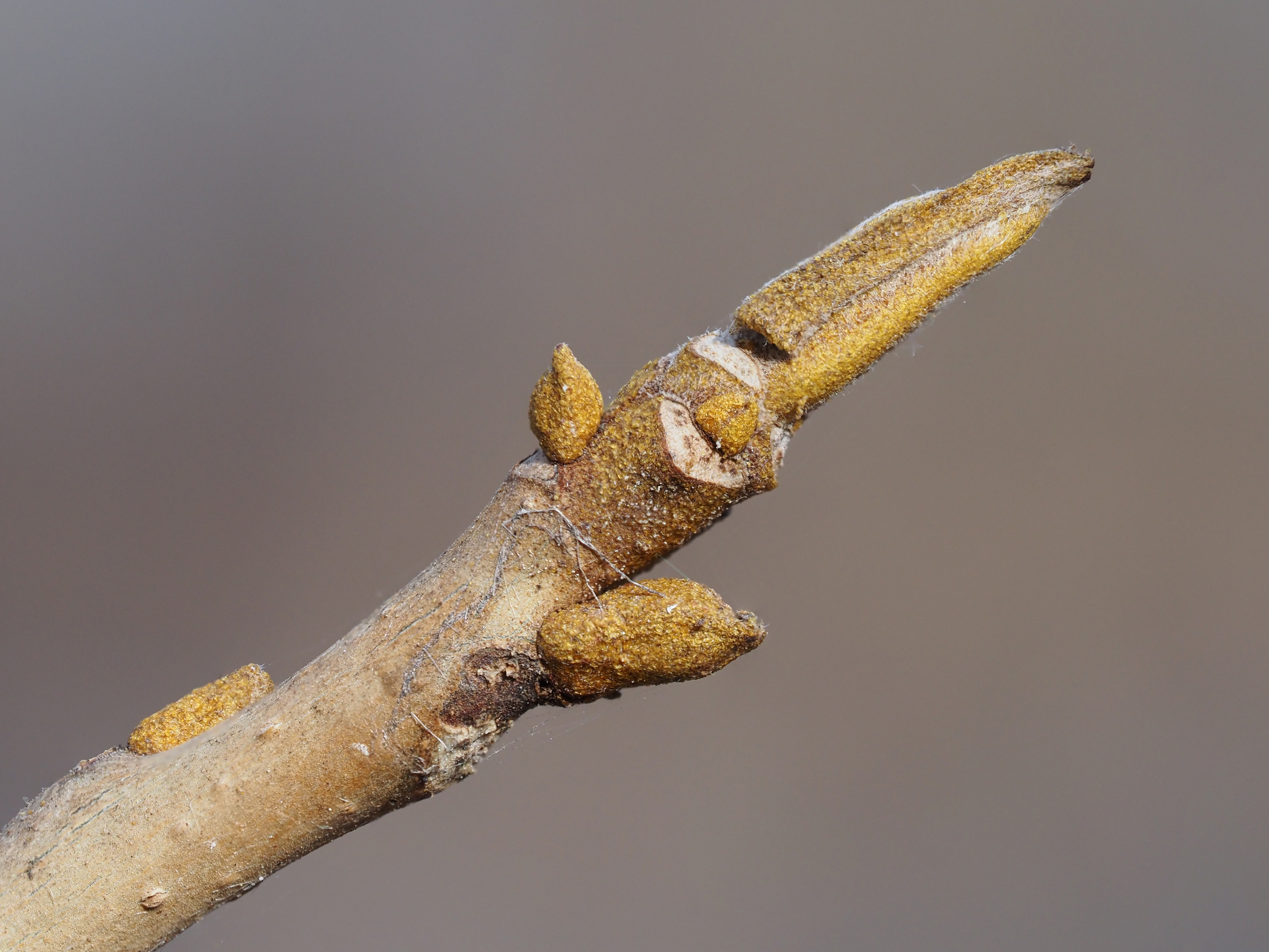 bitternut hickory winter buds