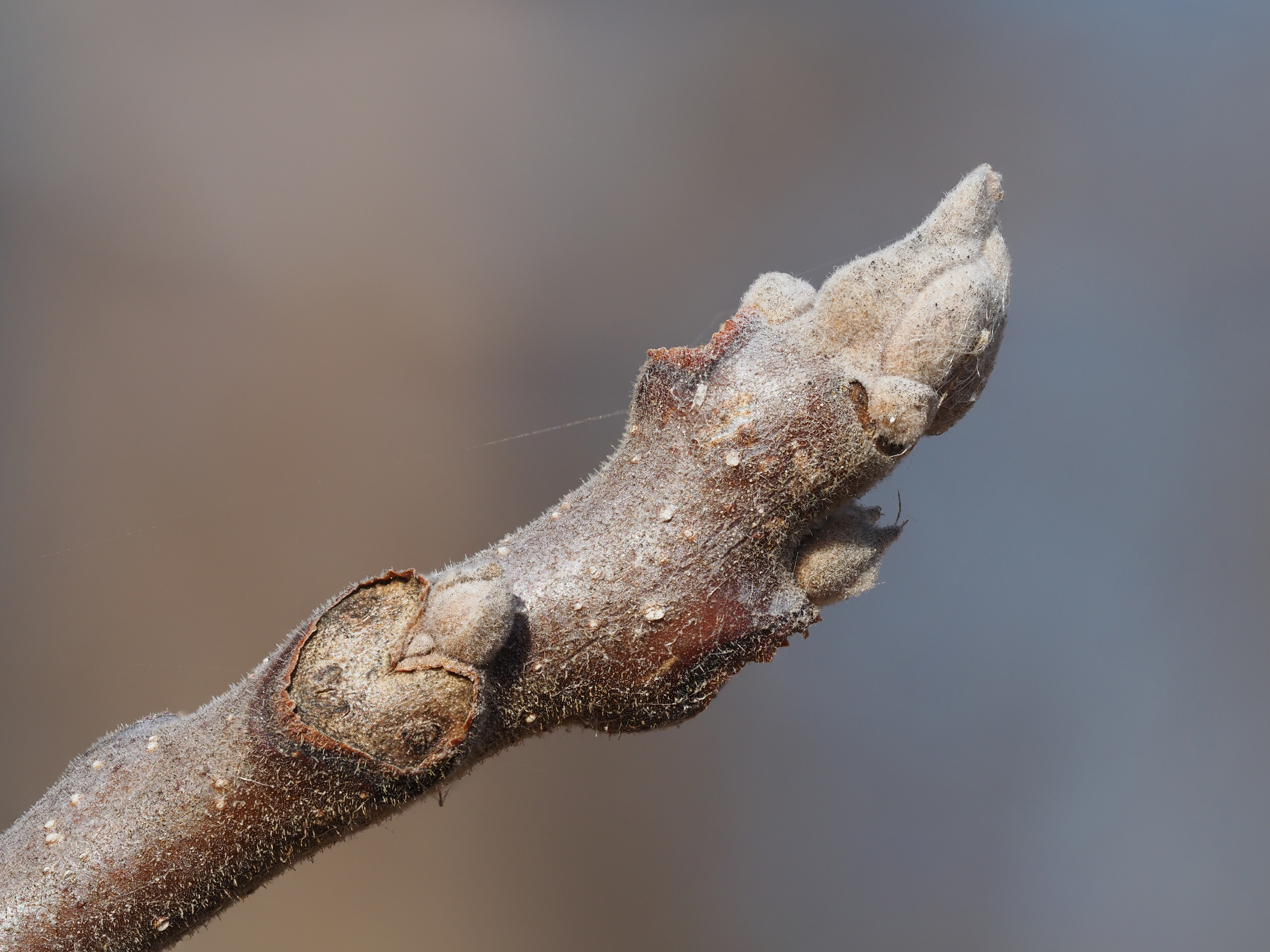 black walnut winter buds