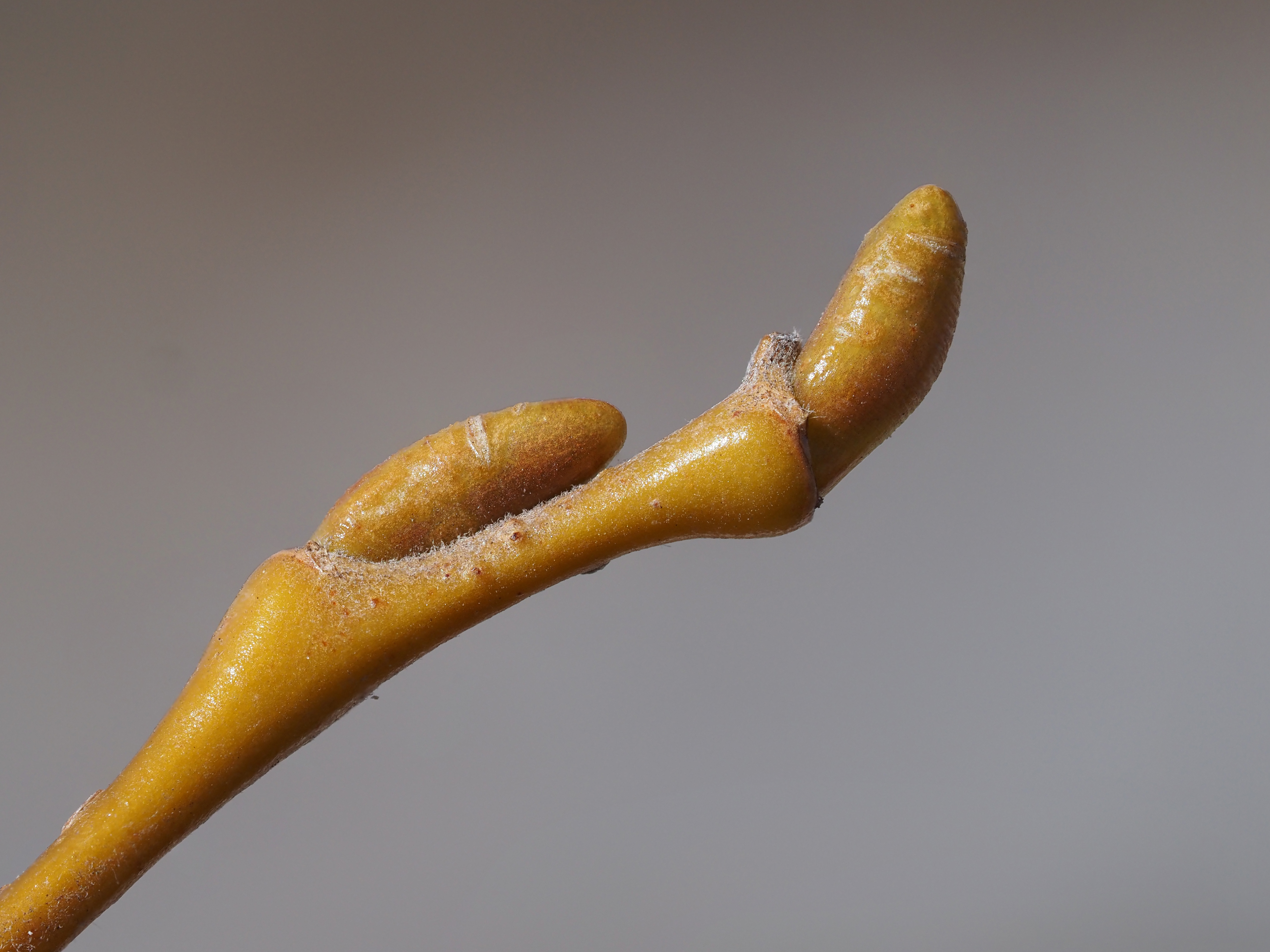 black willow winter buds