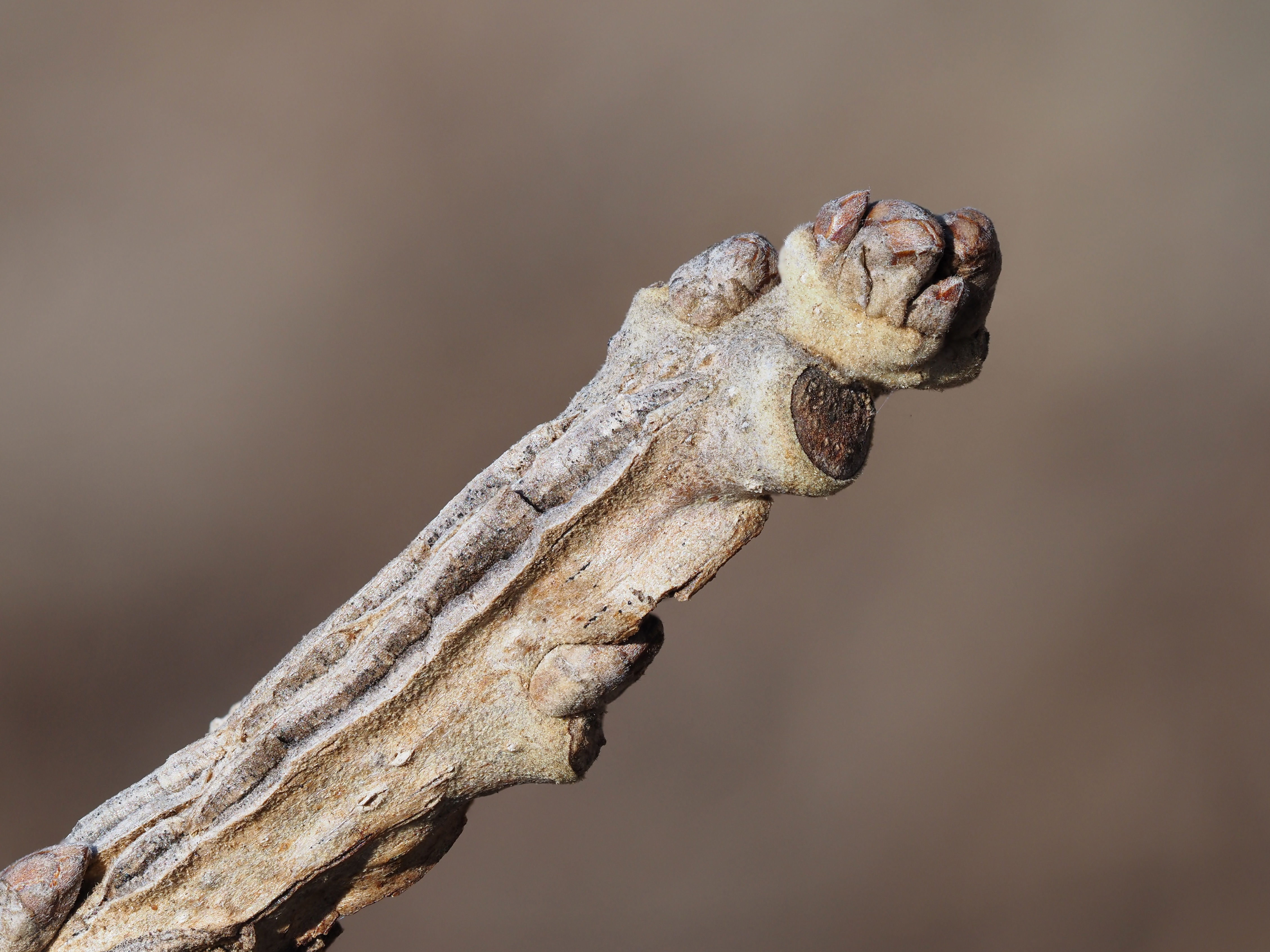 bur oak winter buds