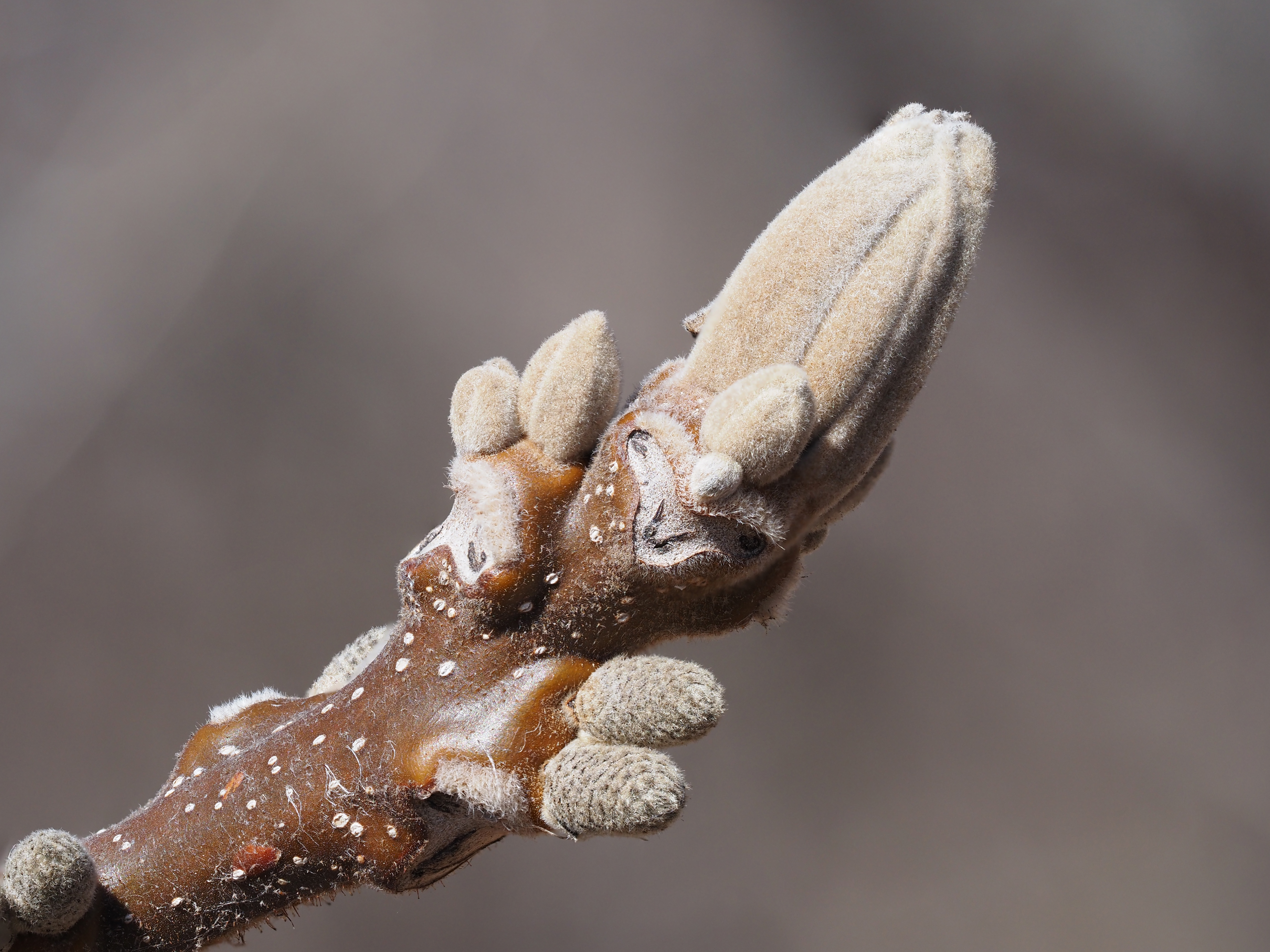 butternut winter buds