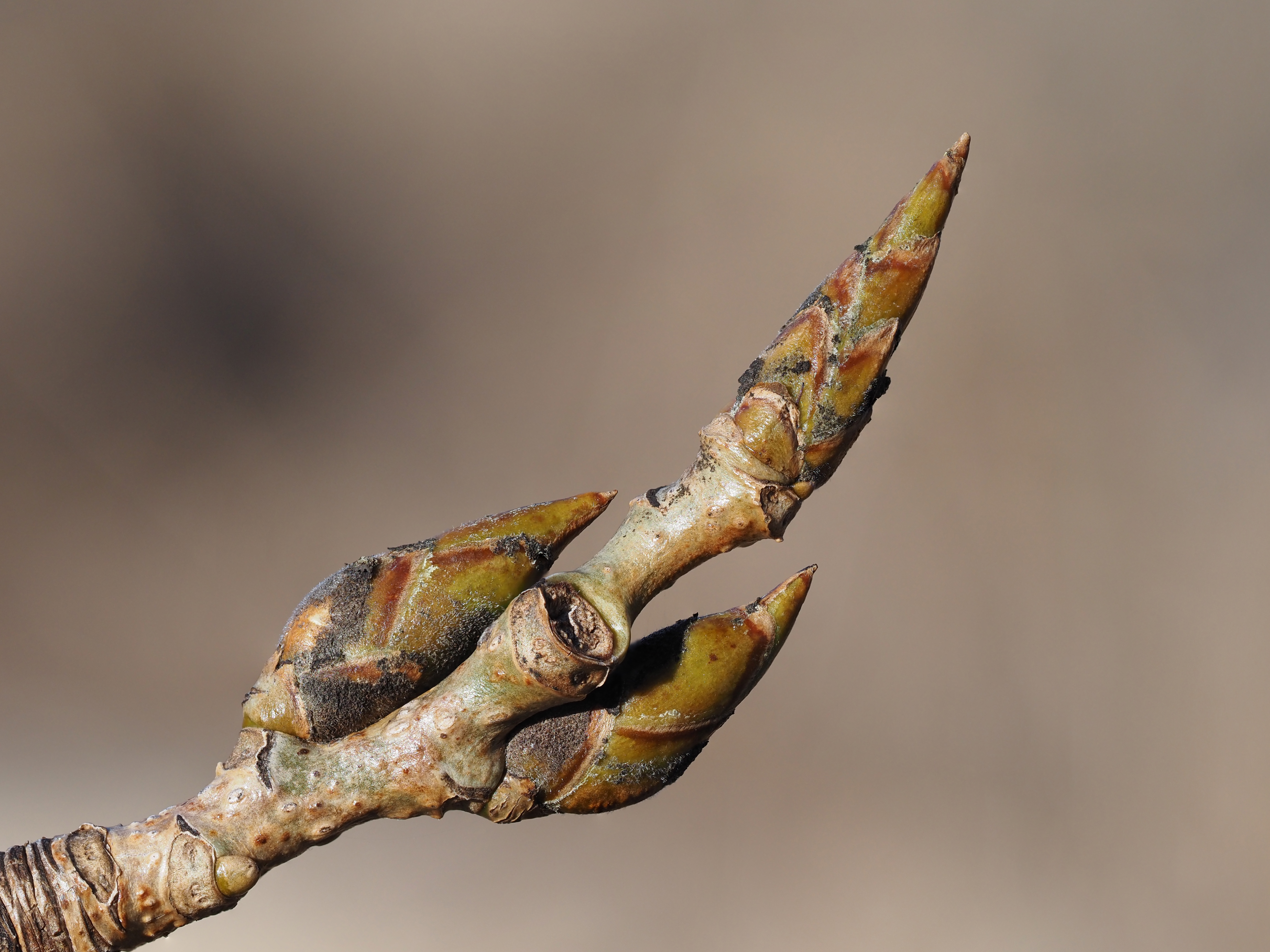 eastern cottonwood winter buds