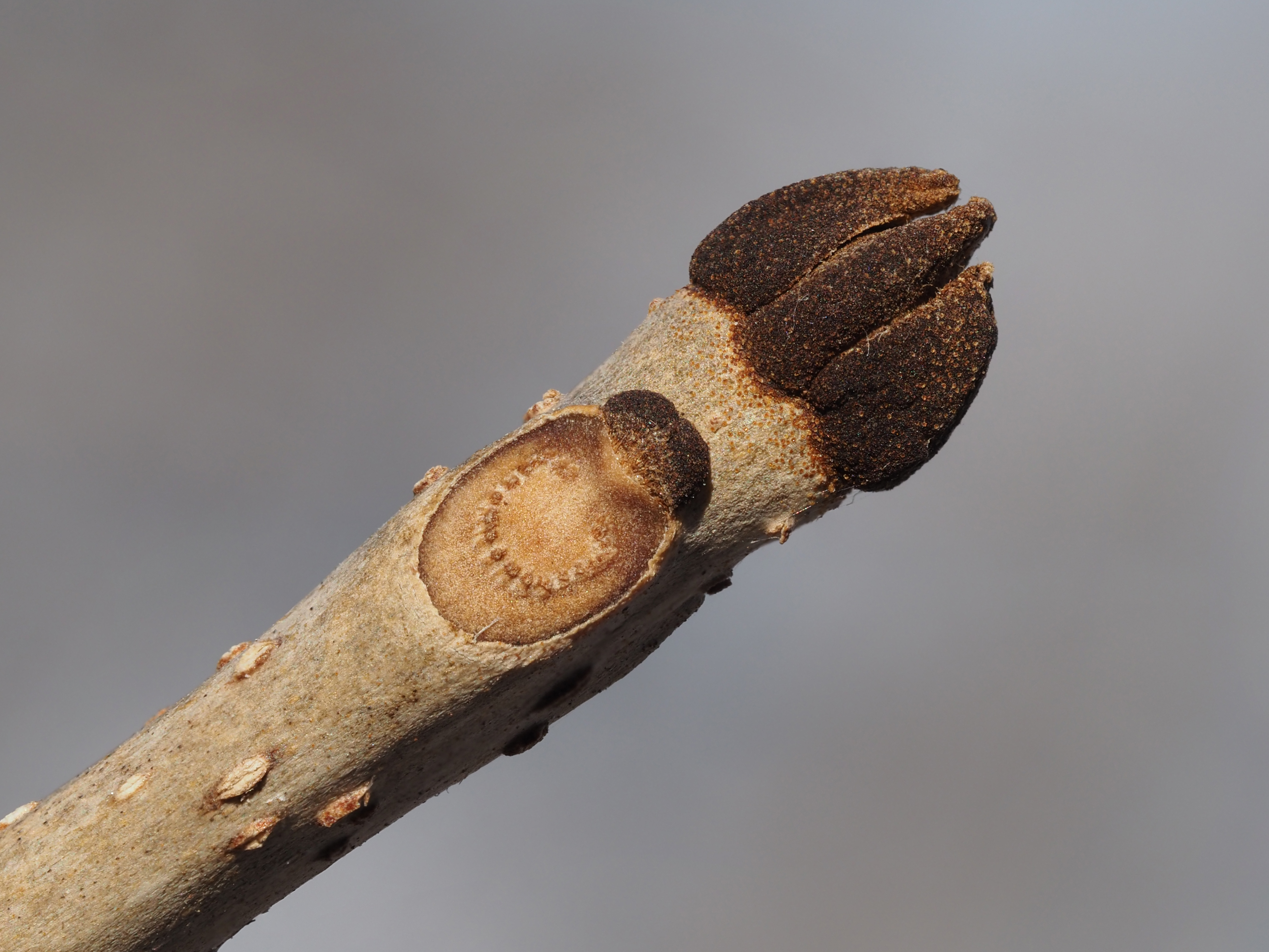 green ash winter buds