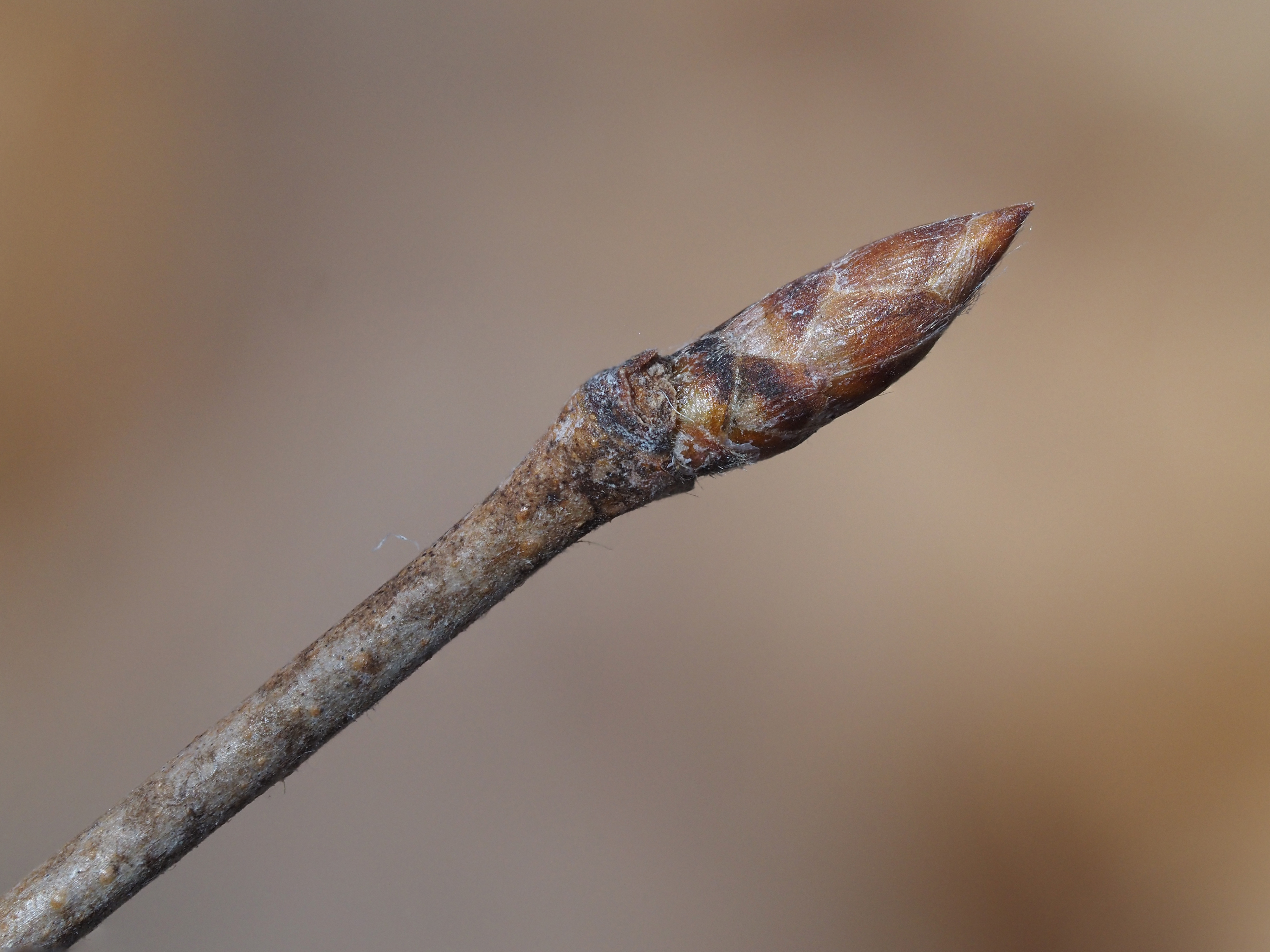 ironwood winter buds