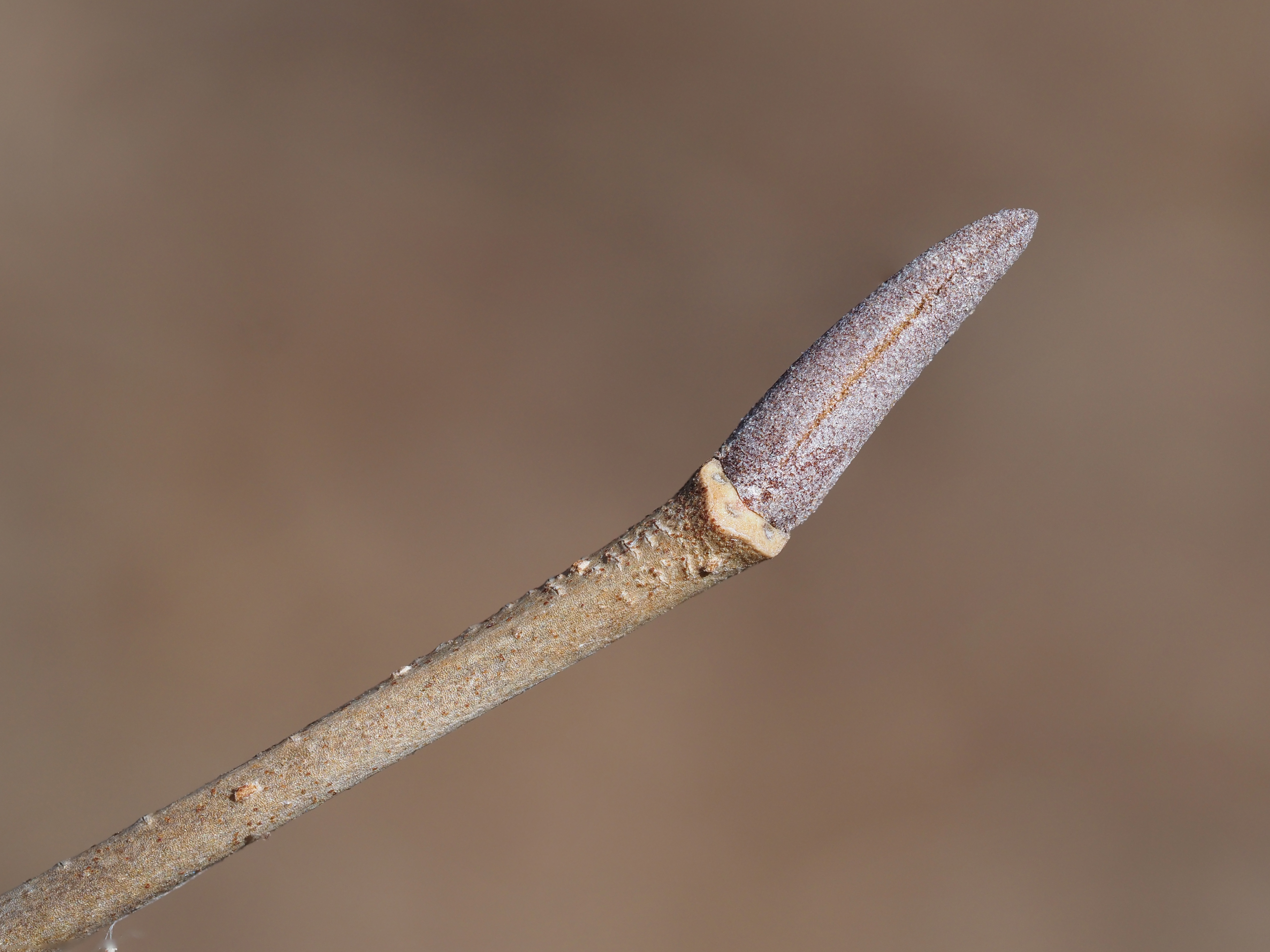 nannyberry winter buds
