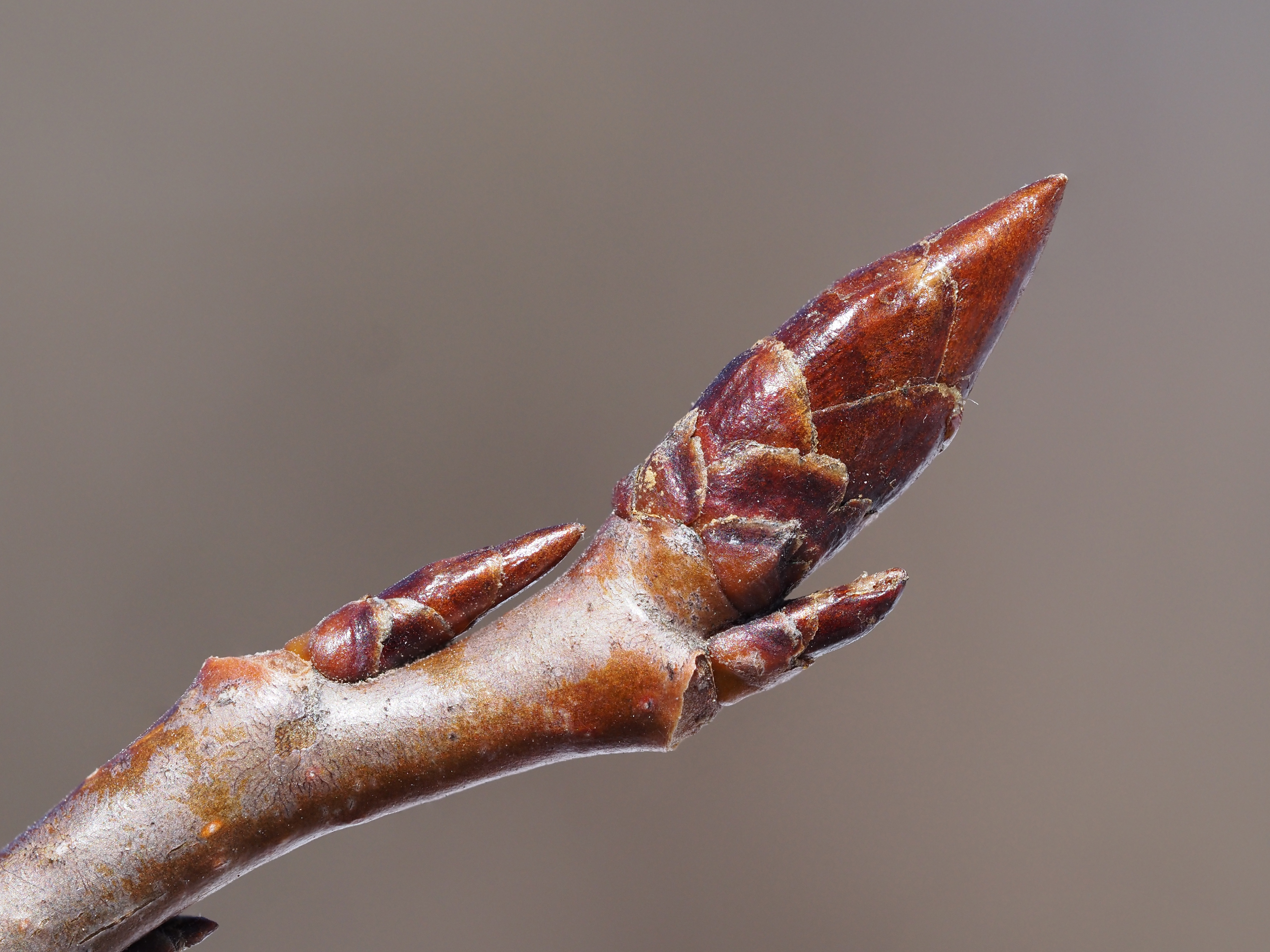 quaking aspen winter buds