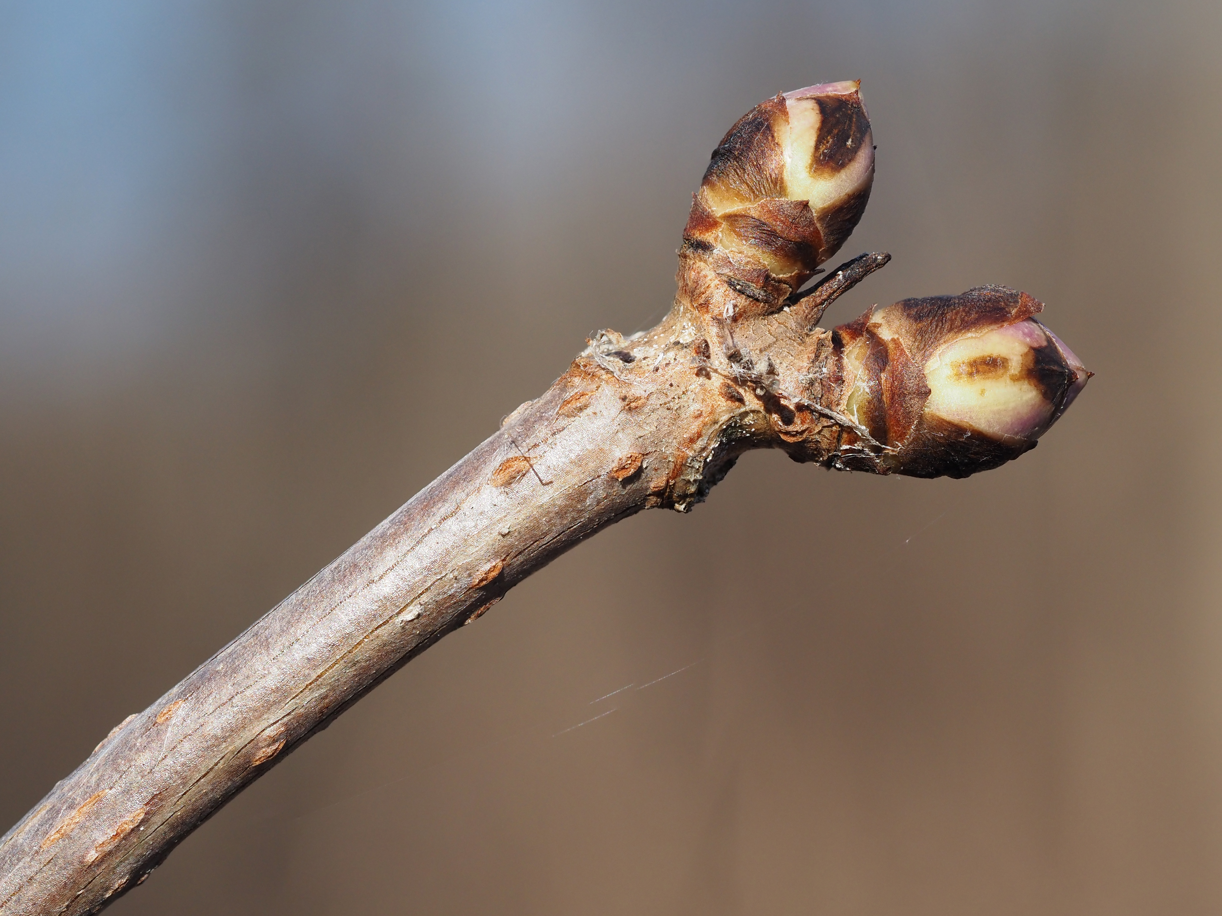 red elderberry winter buds
