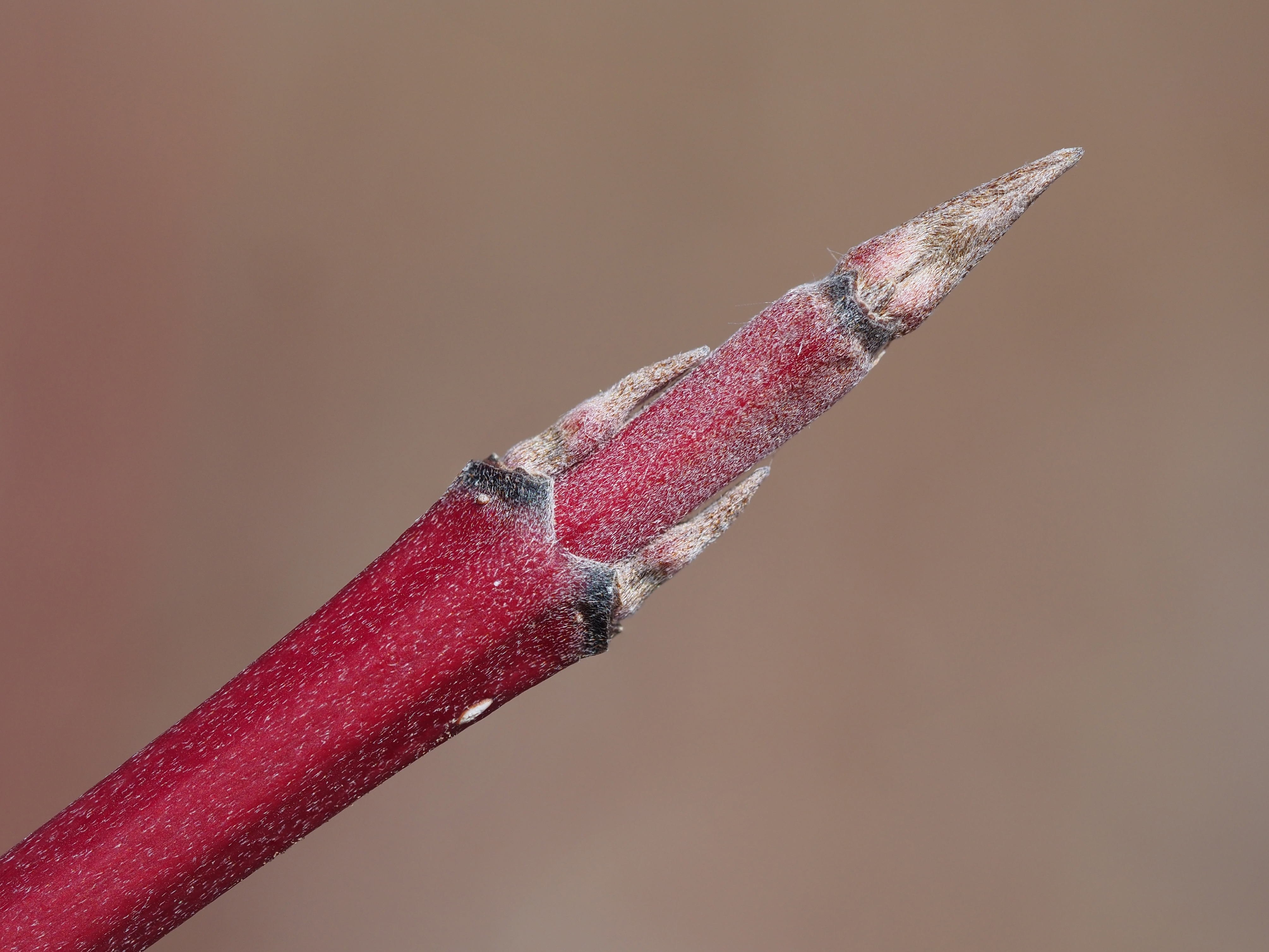 red-osier dogwood winter buds
