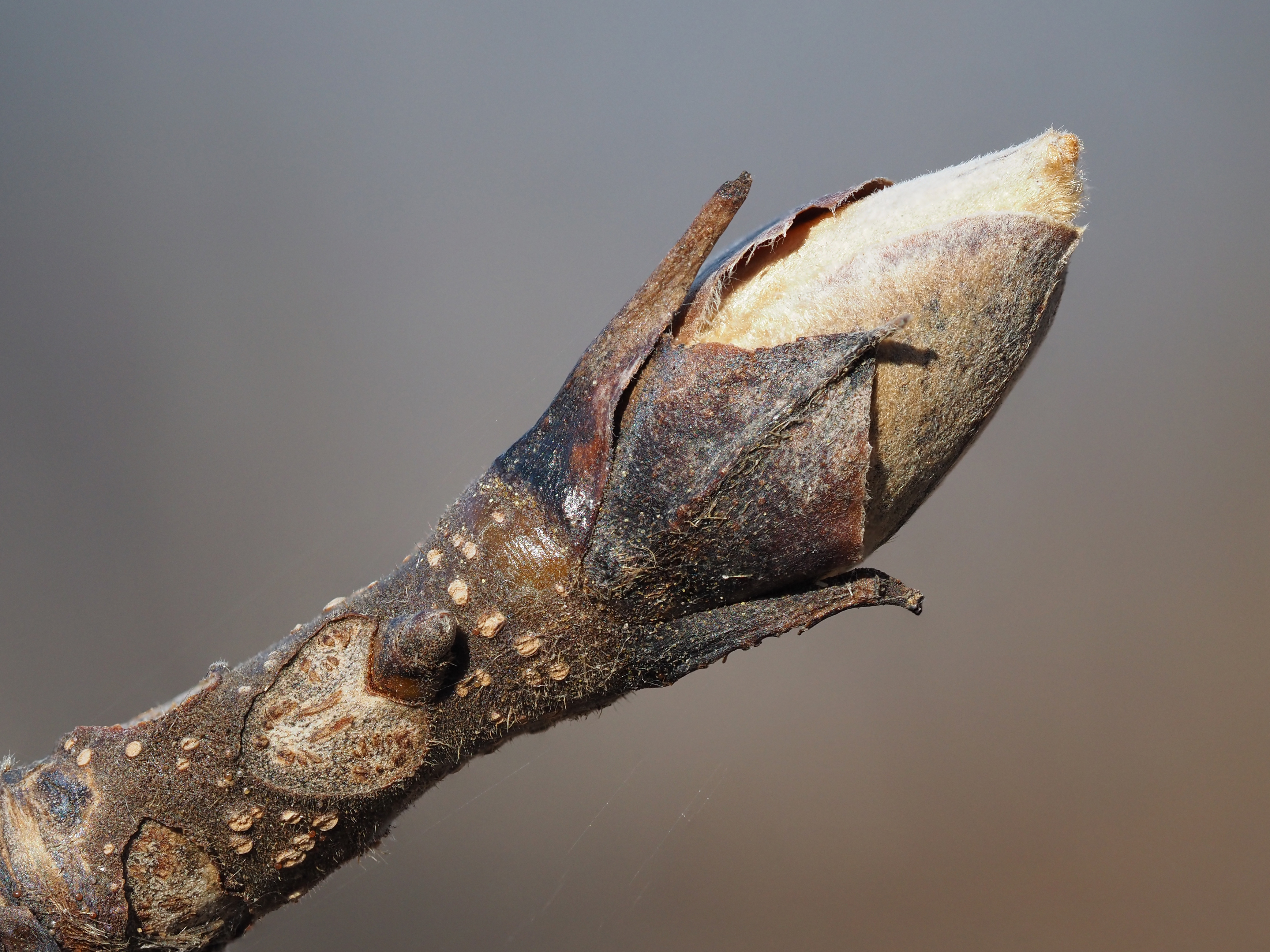 shagbark hickory winter buds