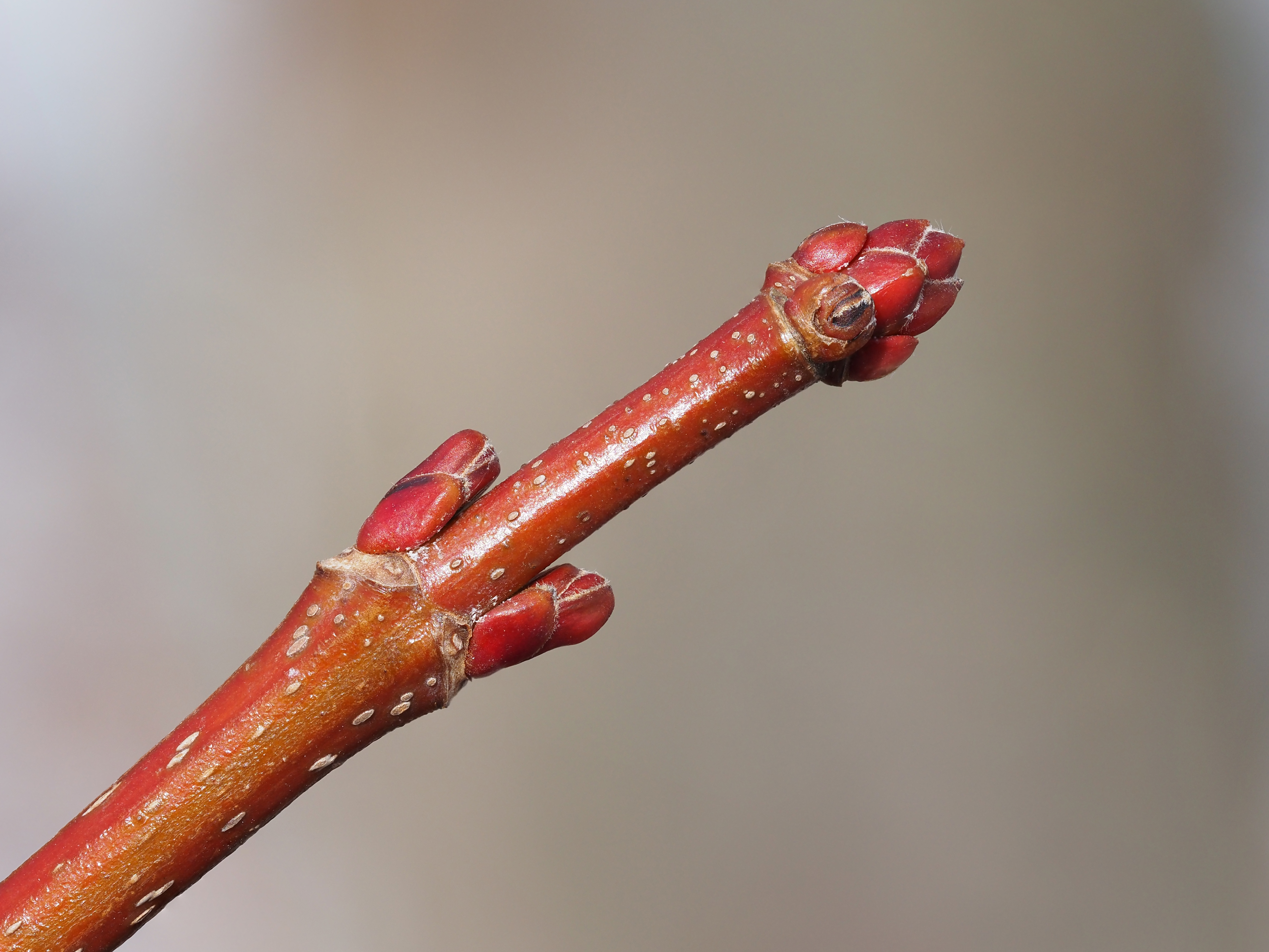 silver maple winter buds