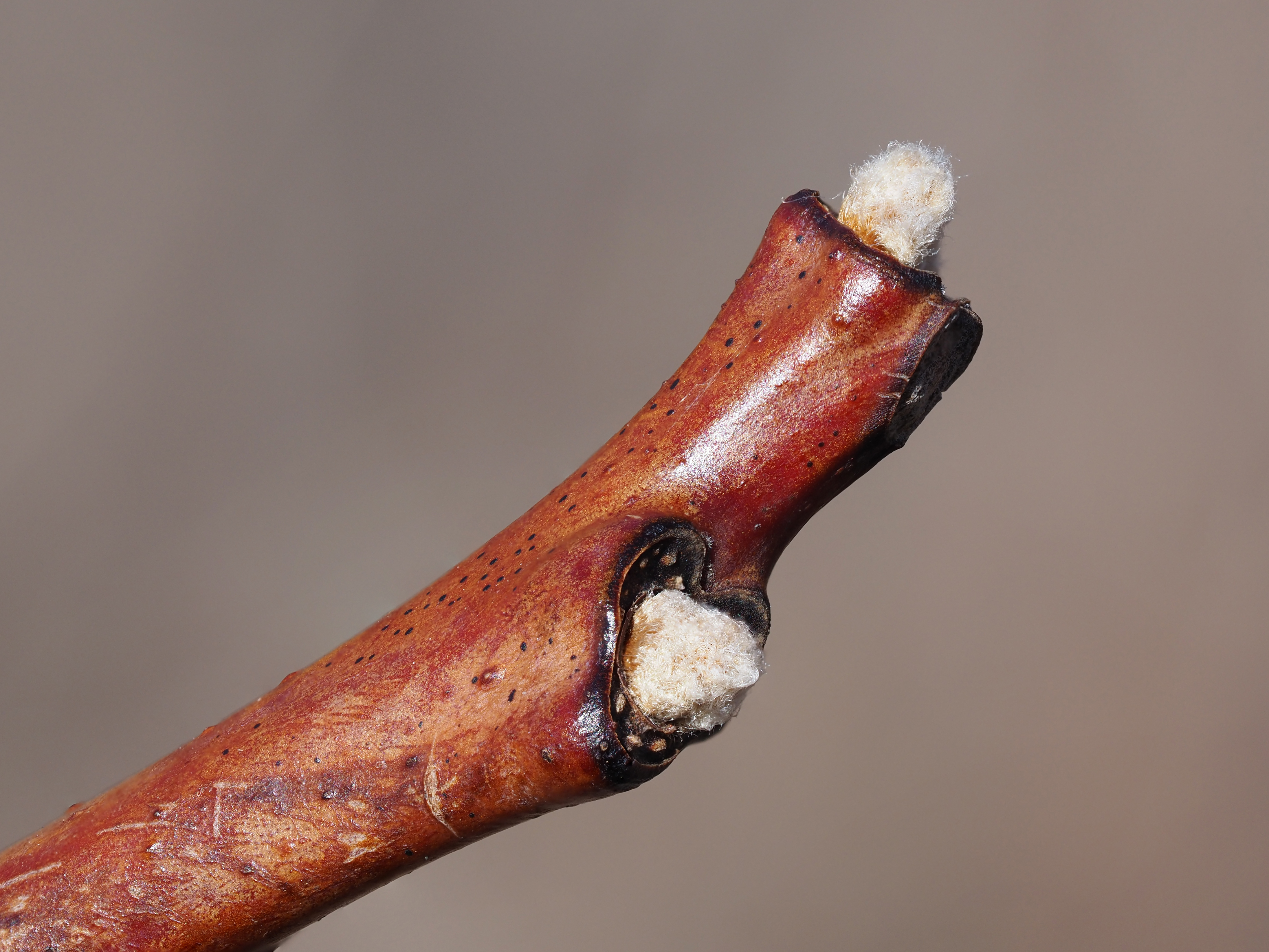 smooth sumac winter buds