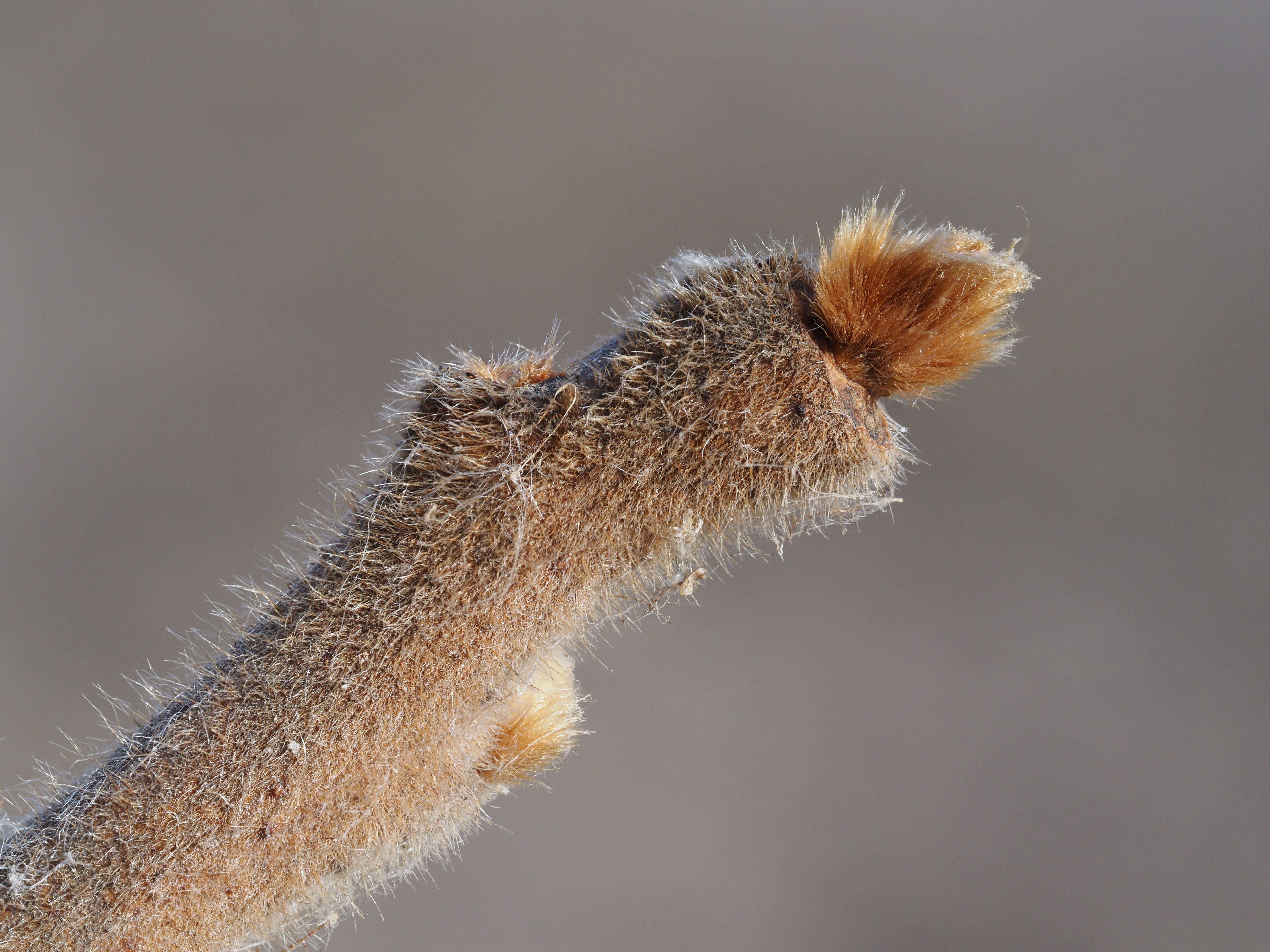 staghorn sumac winter buds