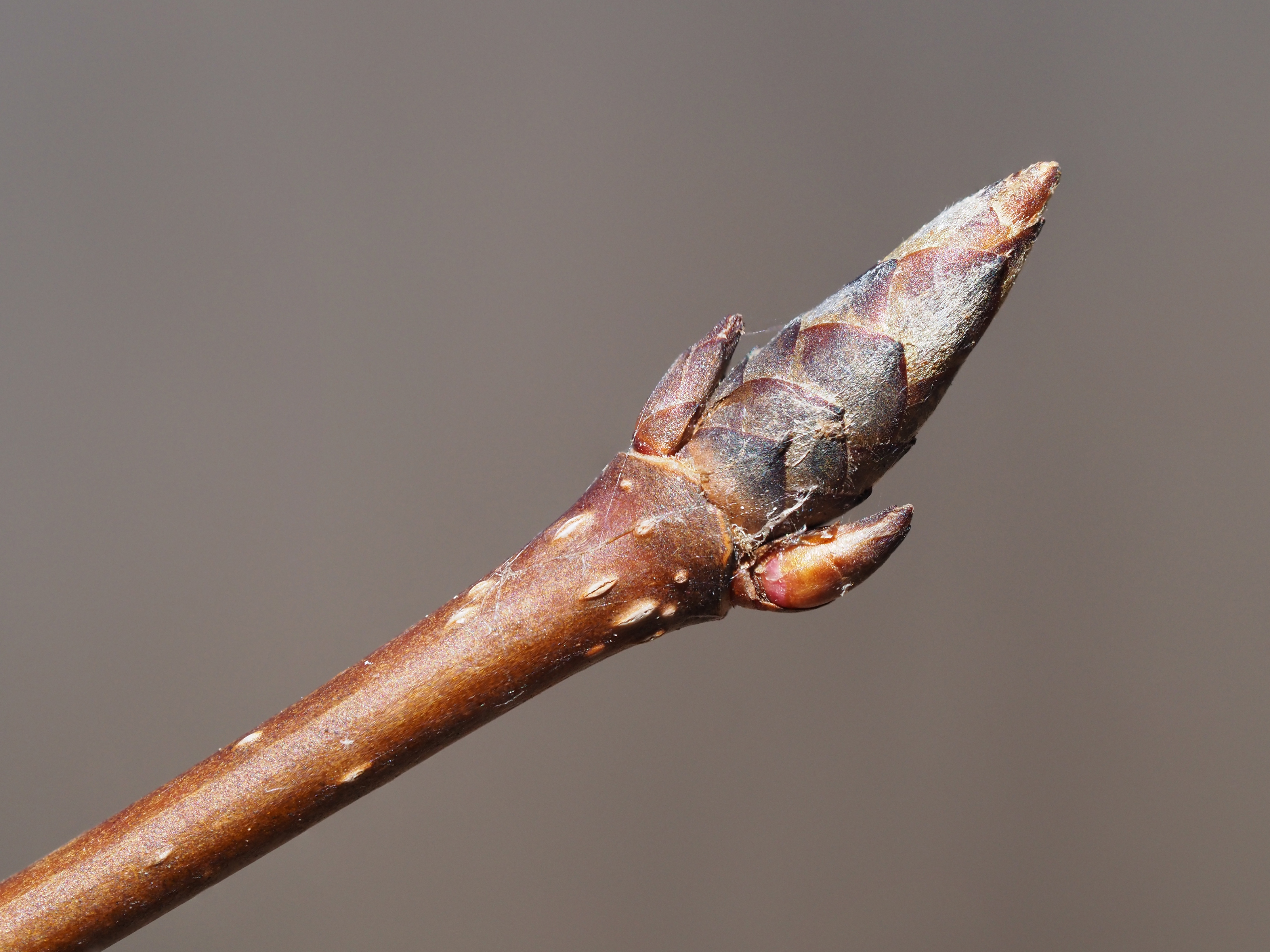 sugar maple winter buds