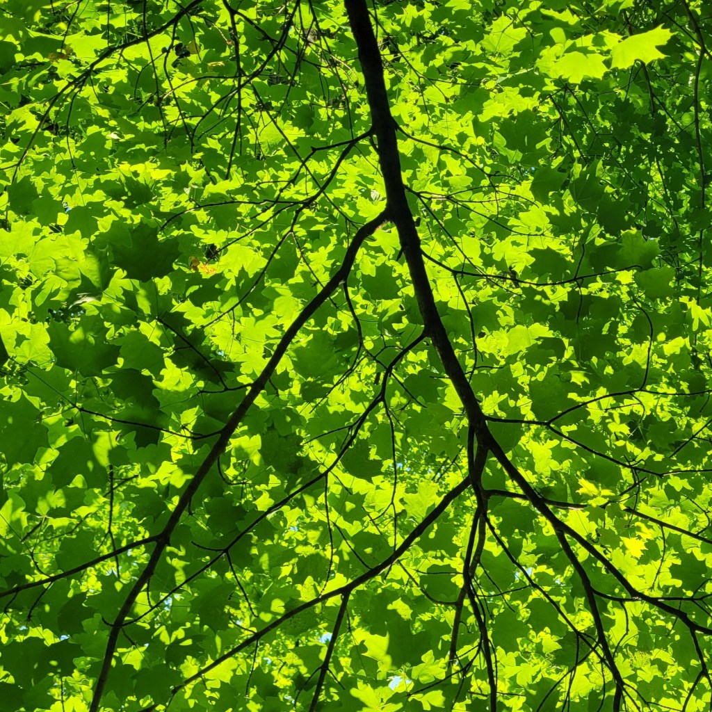 sugar maple canopy