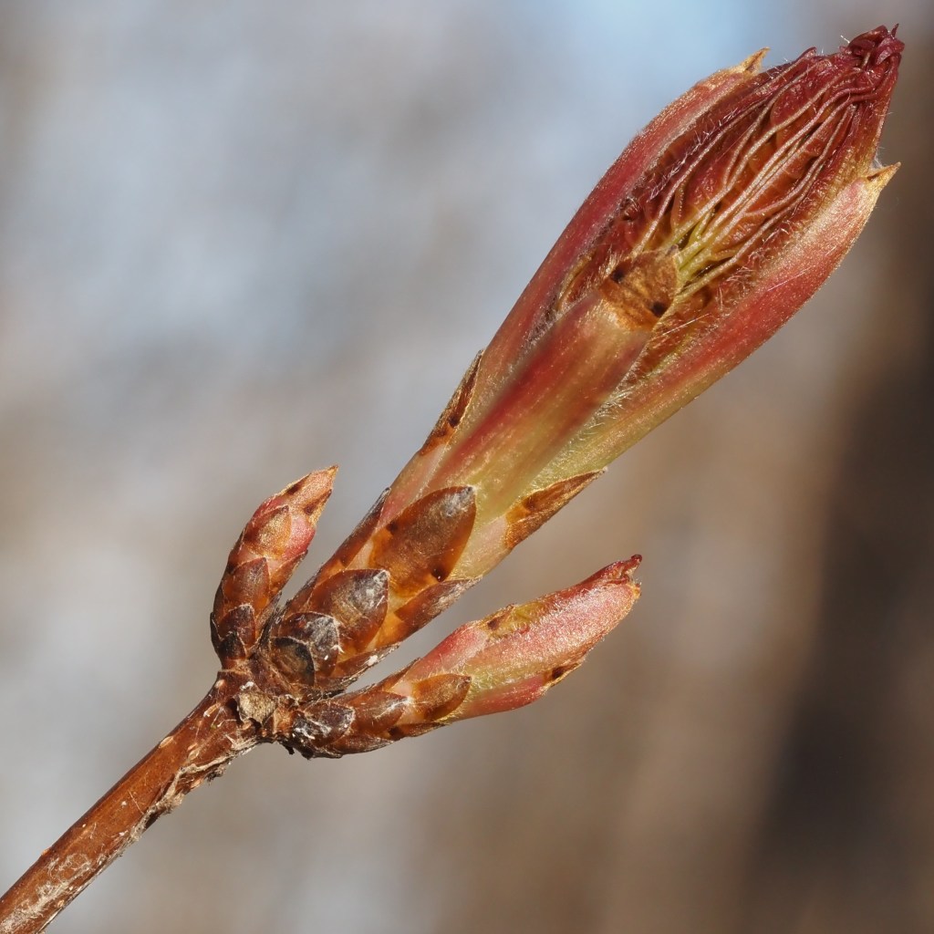 sugar maple buds breaking