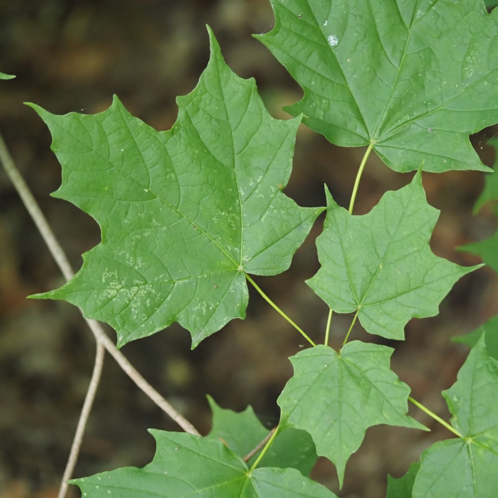 sugar maple leaves