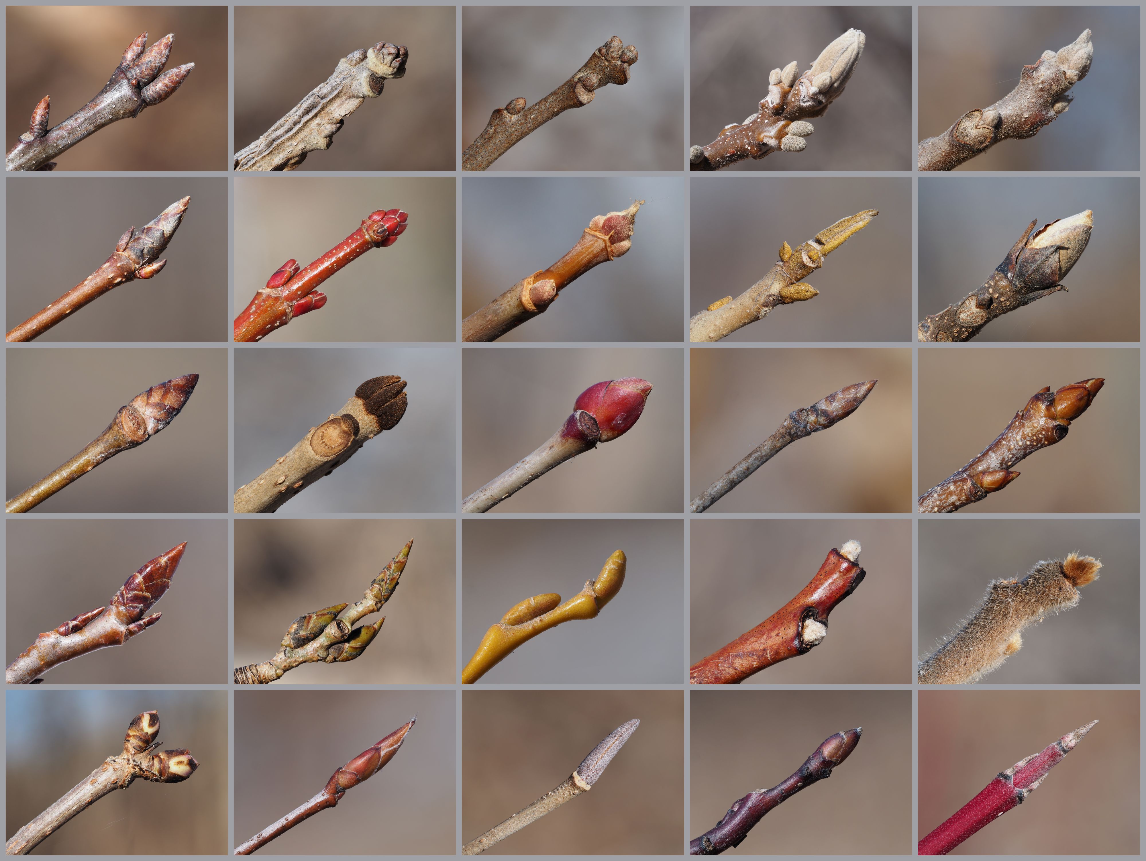 A collage of 25 photos of winter buds of trees and shrubs